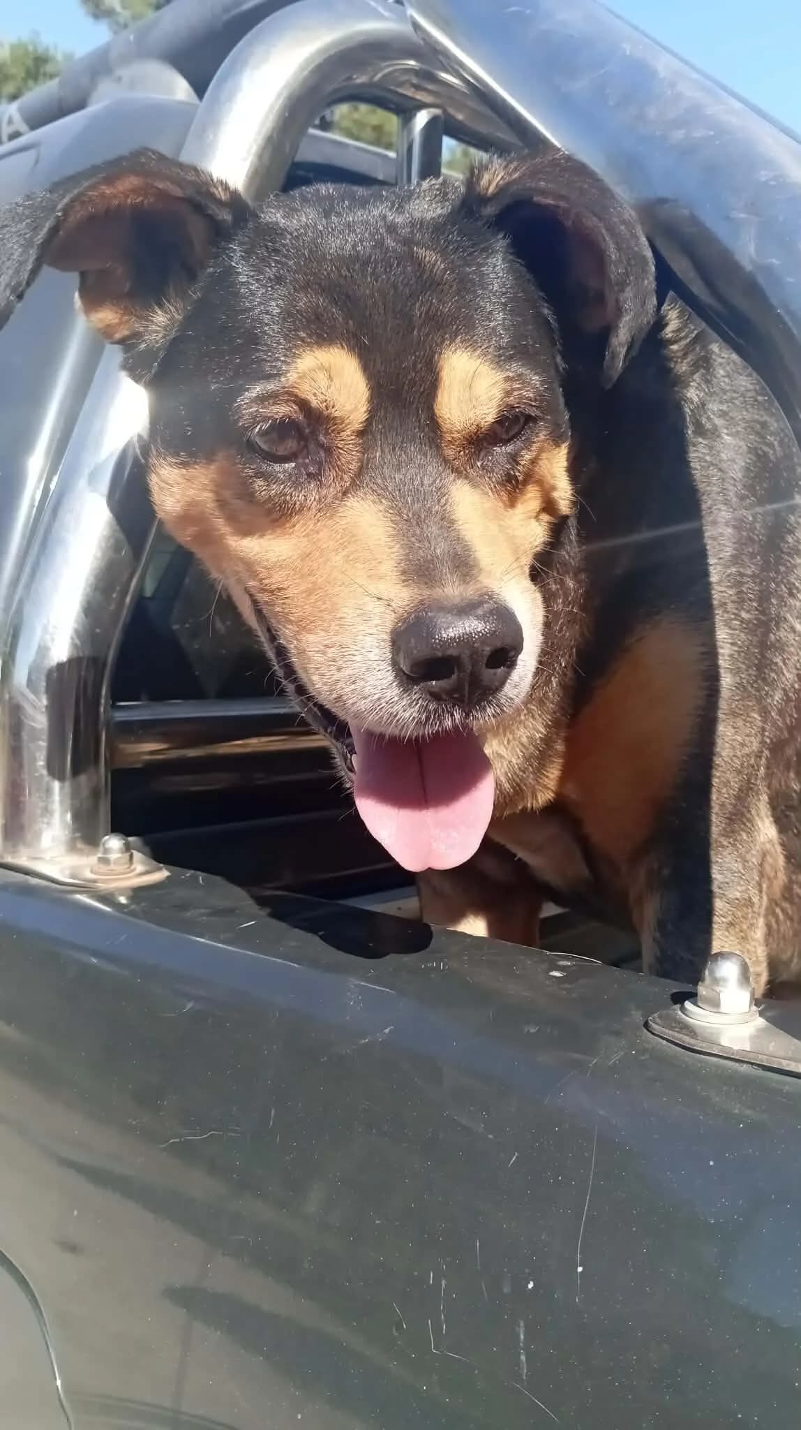 Renos, male senior Mixed Breed for adoption at Step by Paw e.V.
