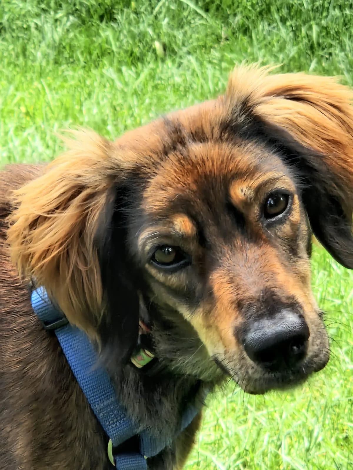 Musura, female young mixed breed for adoption at Step by Paw e.V.