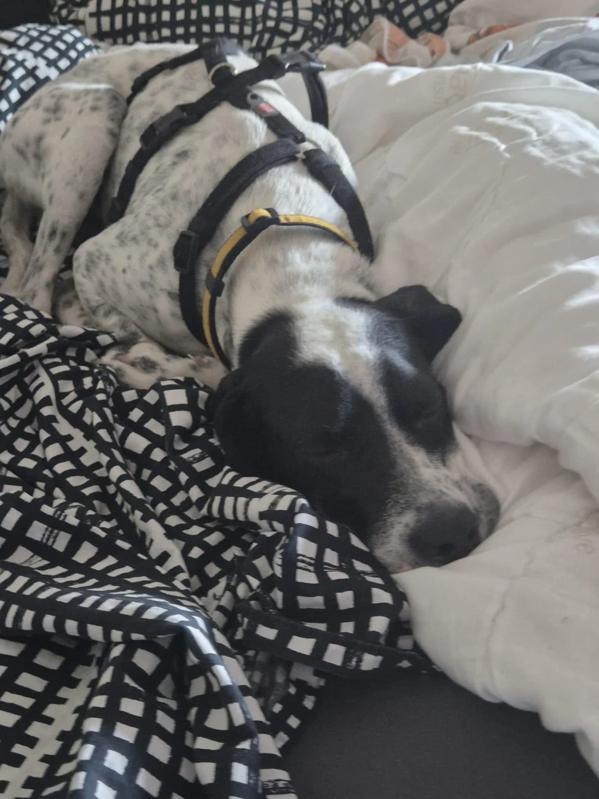 Mika, male 4yo Pointer for adoption at Step by Paw e.V.