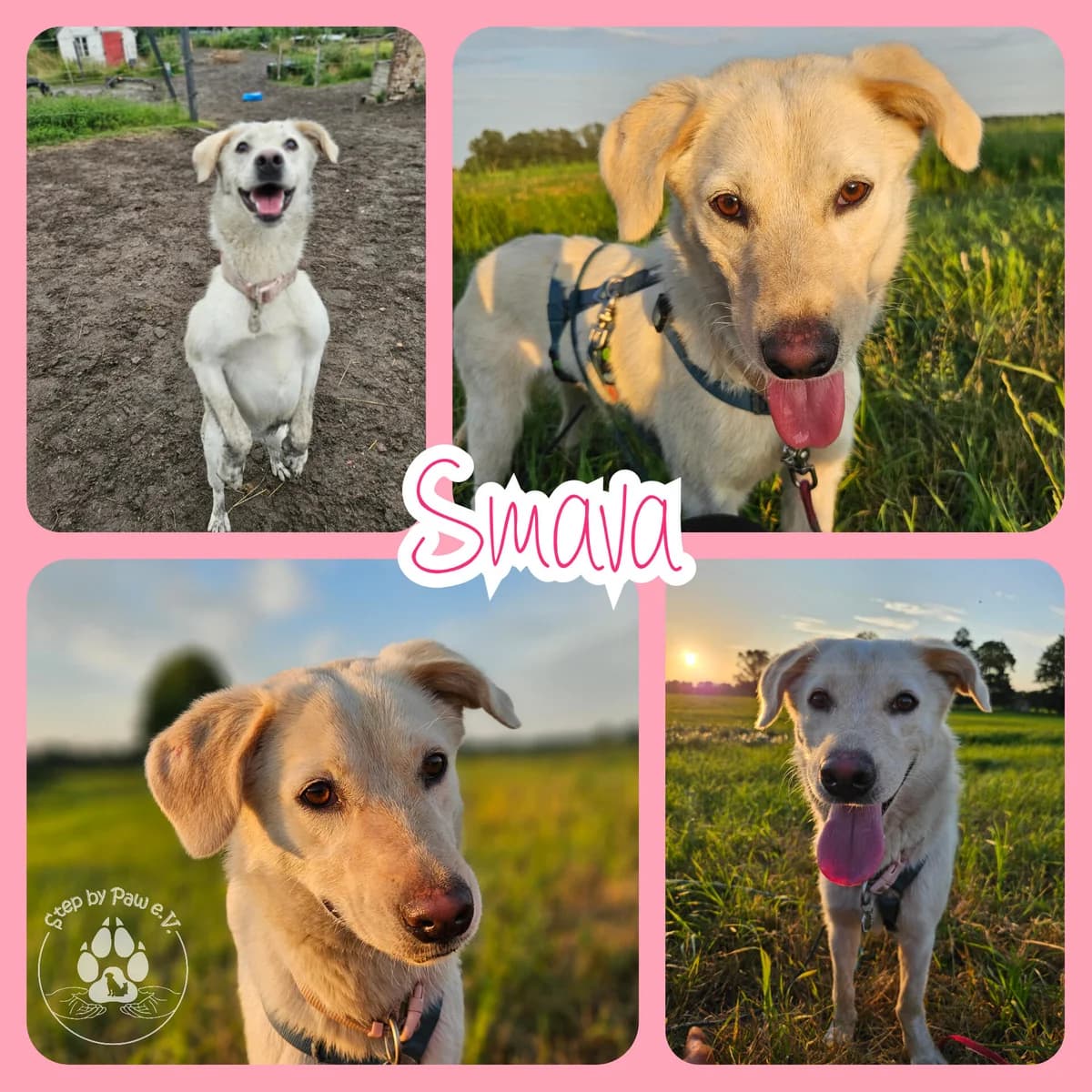 Smava, female young Labrador Retriever for adoption at Step by Paw e.V.