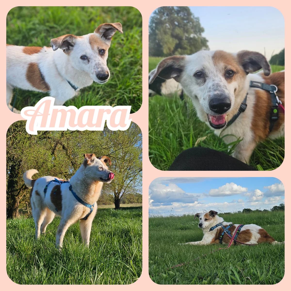 Amara wünscht sich eine eigene Familie, female 7yo Mixed Breed for adoption at Step by Paw e.V.
