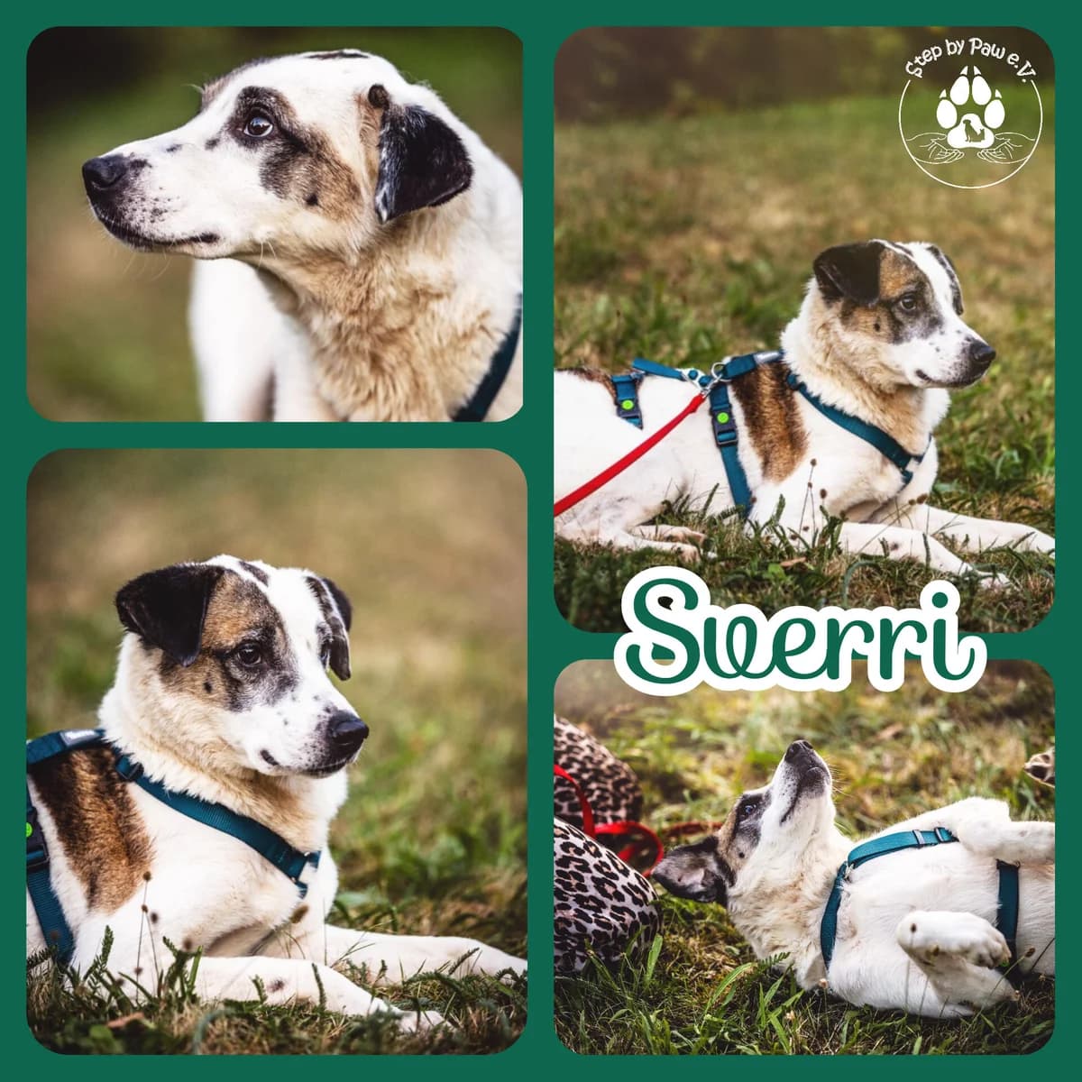Süßer Rüde Sverri, male 5yo Mixed Breed for adoption at Step by Paw e.V.