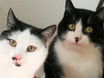 Tiervermittlung Straßenkatzen e.V., female Mixed Breed for adoption at Strassenkatzen Heidelberg