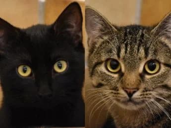 Tiervermittlung Straßenkatzen e.V., female Mixed Breed for adoption at Strassenkatzen Heidelberg