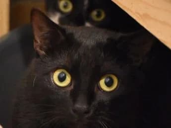 Tiervermittlung Straßenkatzen e.V., female Mixed Breed for adoption at Strassenkatzen Heidelberg