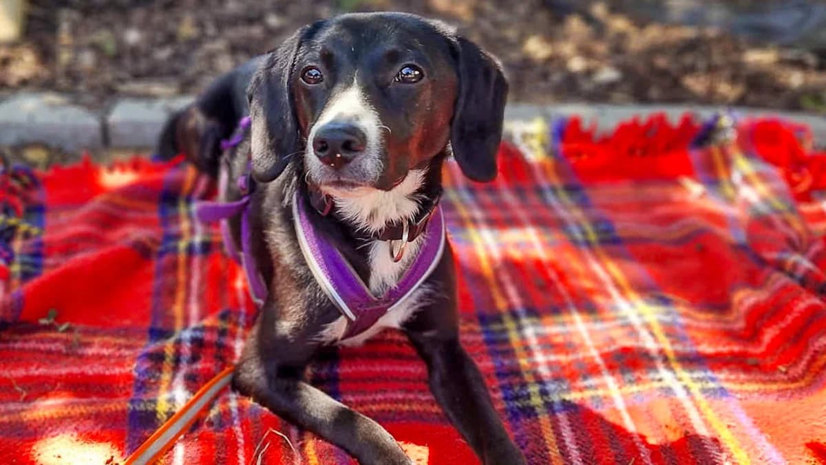 Dua, male Mixed Breed for adoption at Stray Dogs Bosnien e.V.