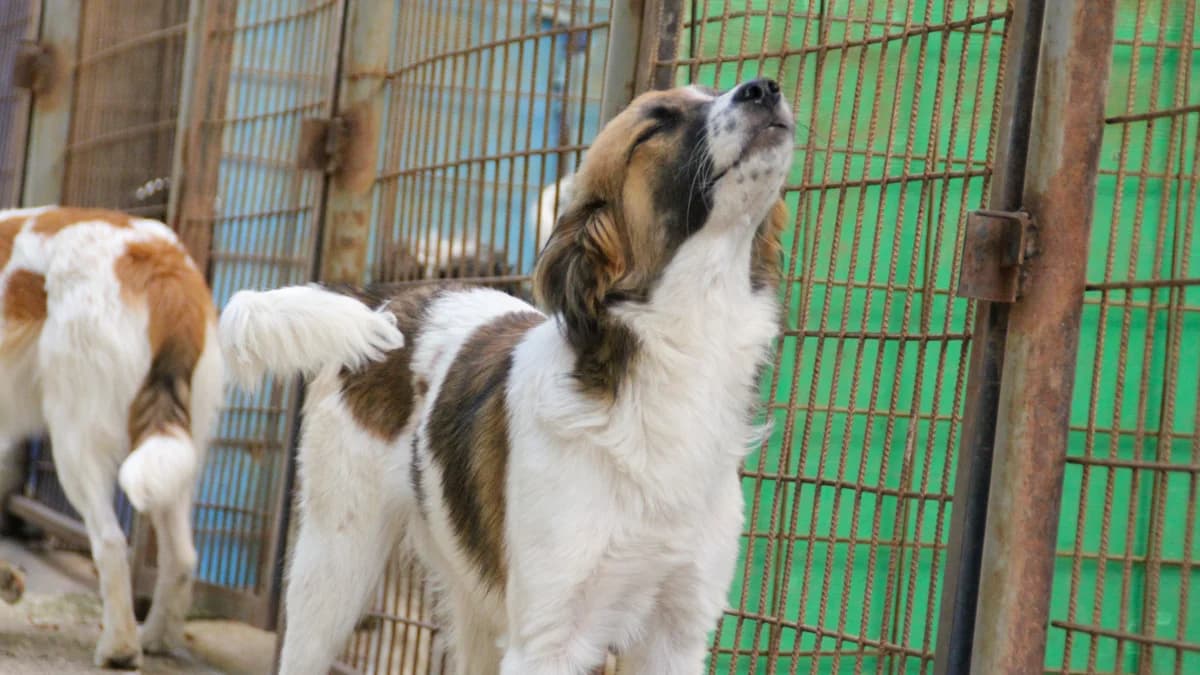 Wilhelm, male young Mixed Breed for adoption at Stray Dogs Bosnien e.V., Schwabach