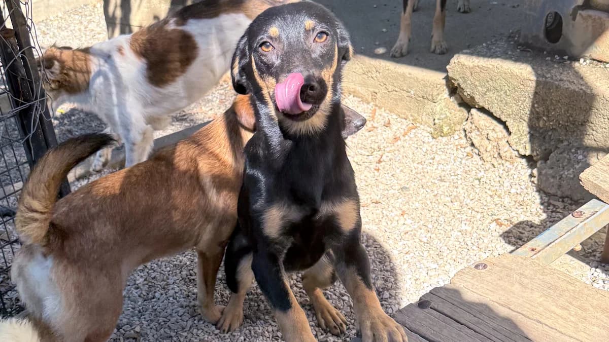 Smilla, female young Mixed Breed for adoption at Stray Dogs Bosnien e.V., Schwabach