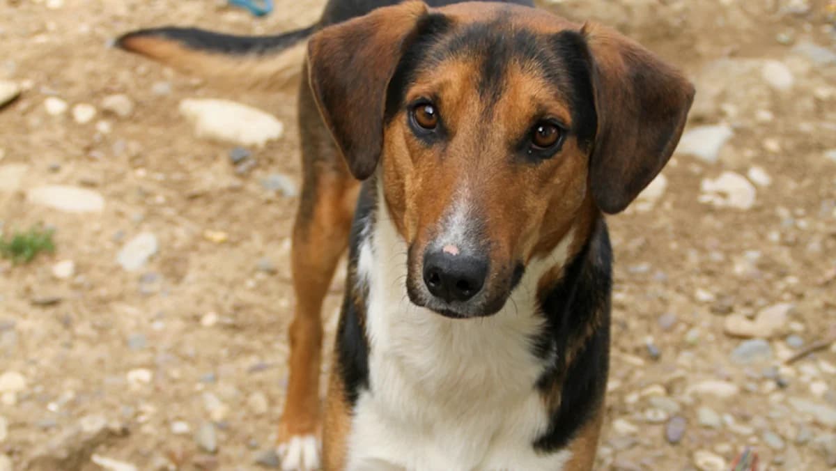 Zlaja, male 4yo Mixed Breed for adoption at Stray Dogs Bosnien e.V., Schwabach