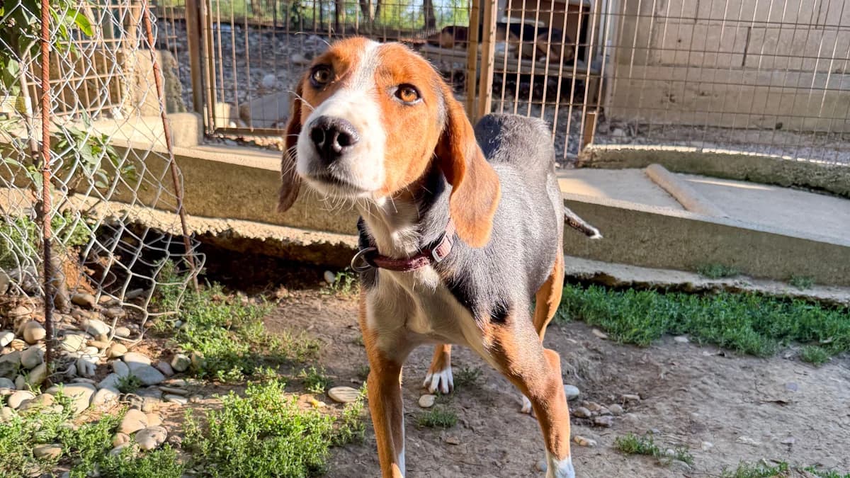 Ofelia, female young Mixed Breed for adoption at Stray Dogs Bosnien e.V., Schwabach