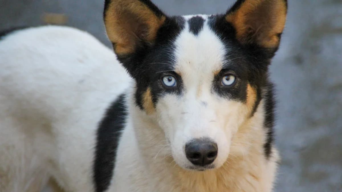 Sasaki, female young Mixed Breed for adoption at Stray Dogs Bosnien e.V., Schwabach