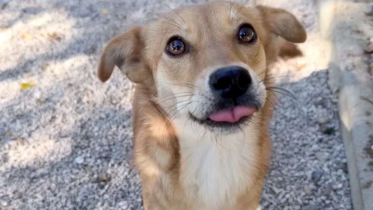Sena, female 3yo Mixed Breed for adoption at Stray Dogs Bosnien e.V., Schwabach
