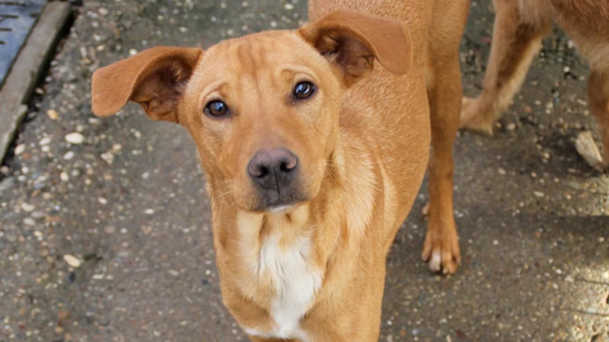 Mira, female young Mixed Breed for adoption at Stray Dogs Bosnien e.V., Schwabach