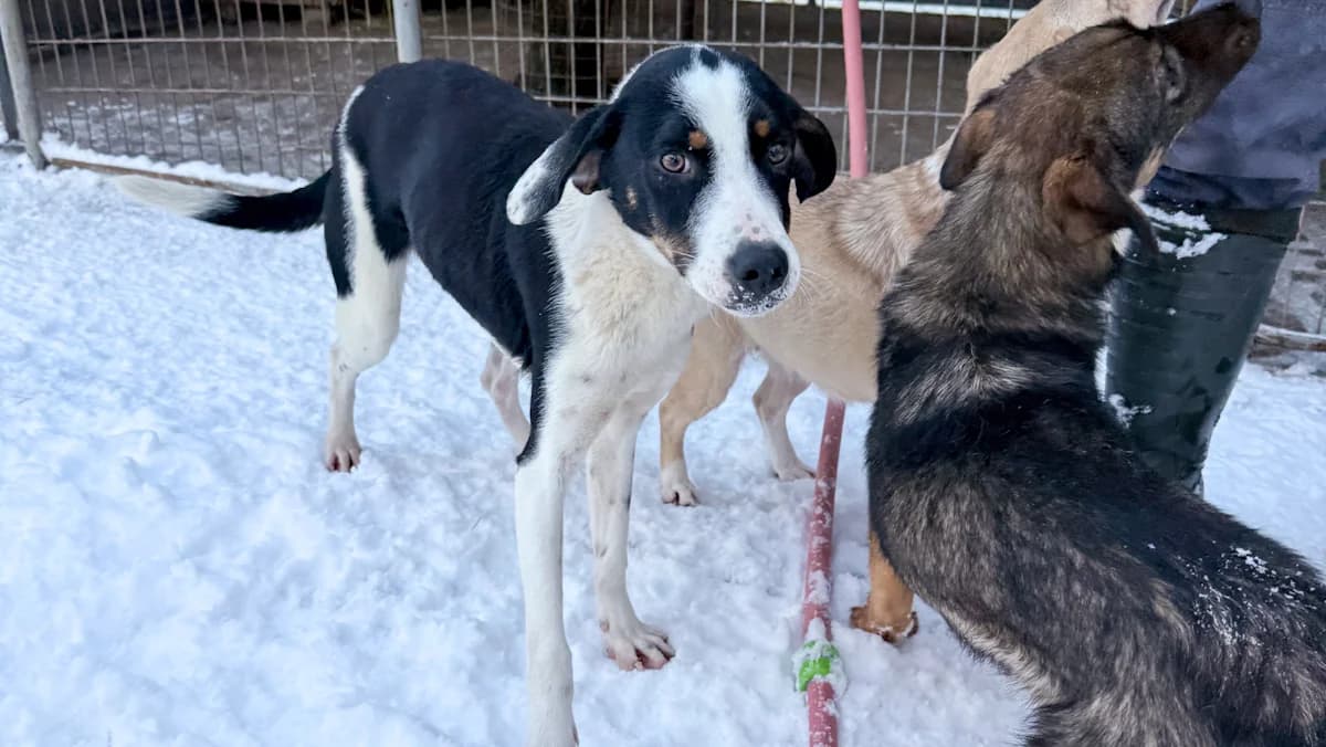Aurelio, male young Mixed Breed for adoption at Stray Dogs Bosnien e.V., Schwabach
