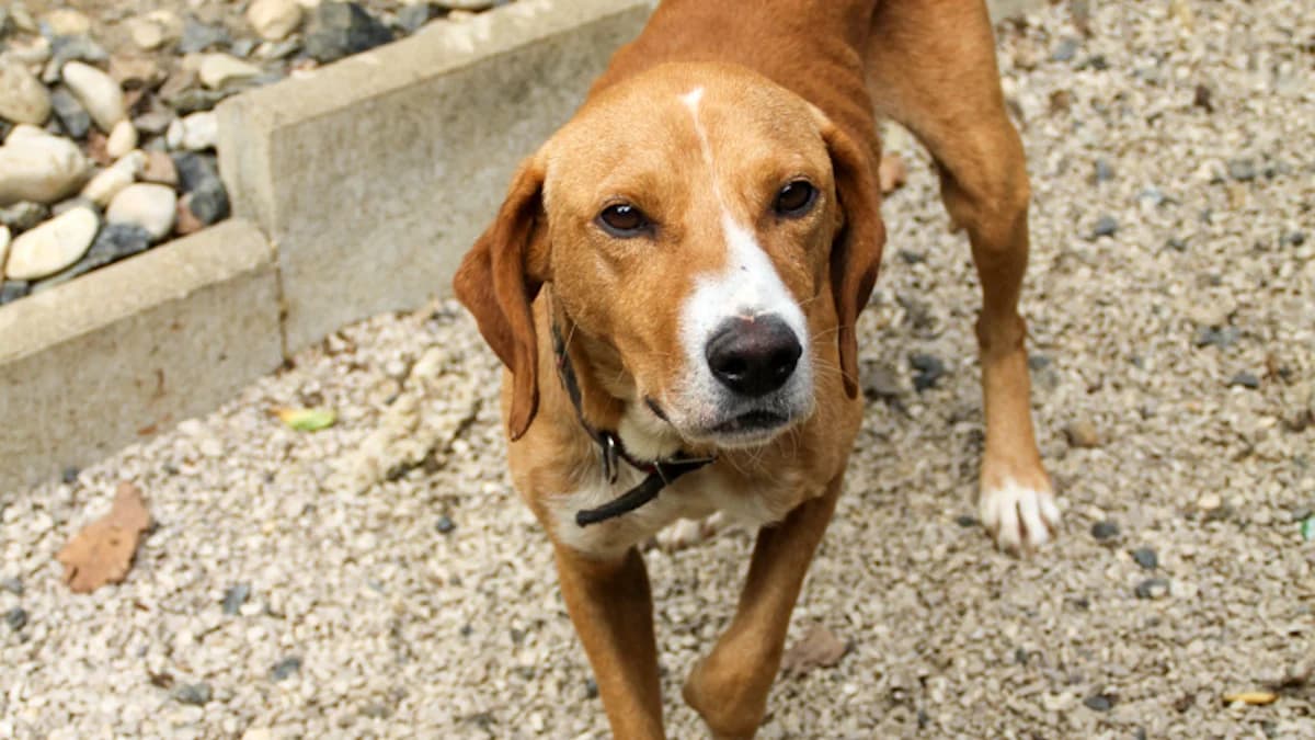 Bark, male young Mixed Breed for adoption at Stray Dogs Bosnien e.V., Schwabach