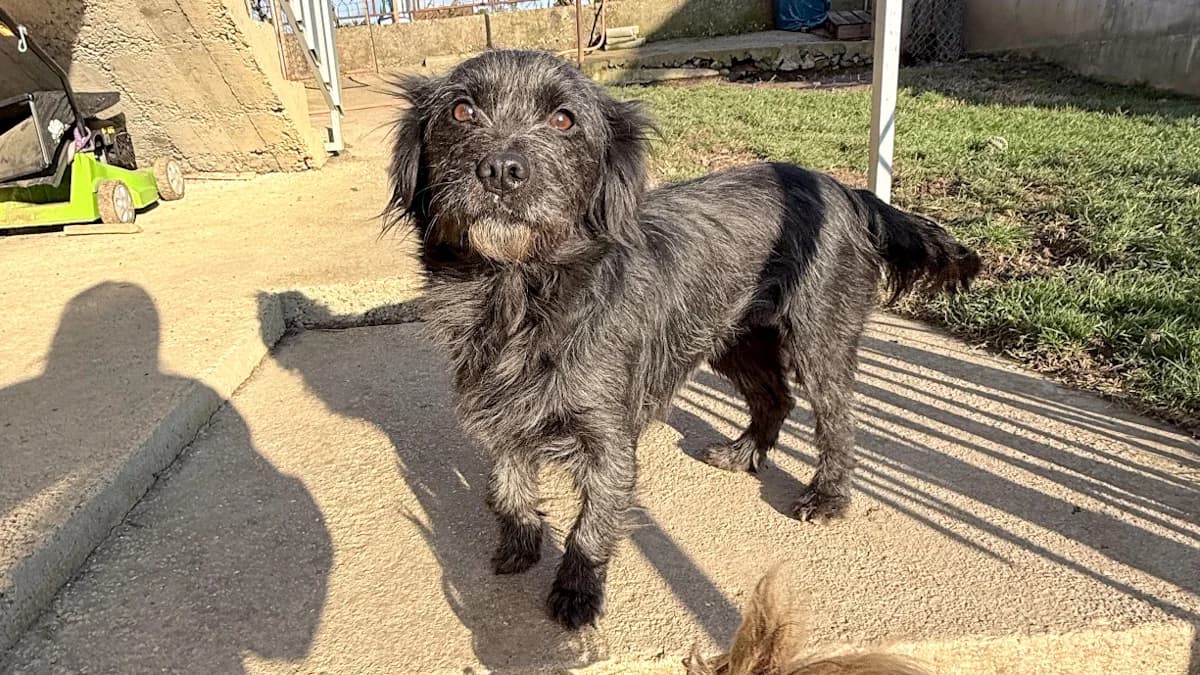 Ramona, female 3yo Mixed Breed for adoption at Stray Dogs Bosnien e.V., Schwabach