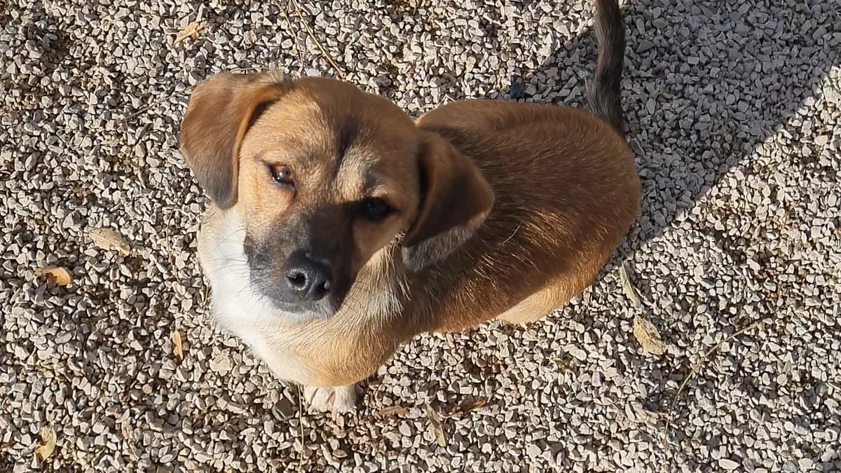 Millie, female young Mixed Breed for adoption at Stray Dogs Bosnien e.V., Schwabach