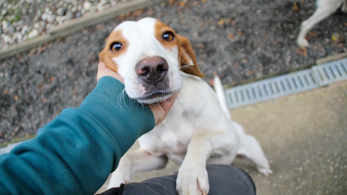 Takita, female young Mixed Breed for adoption at Stray Dogs Bosnien e.V., Schwabach