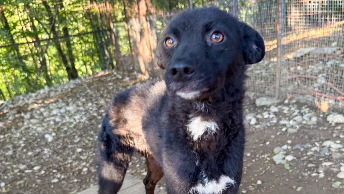 Billie, female young Mixed Breed for adoption at Stray Dogs Bosnien e.V., Schwabach