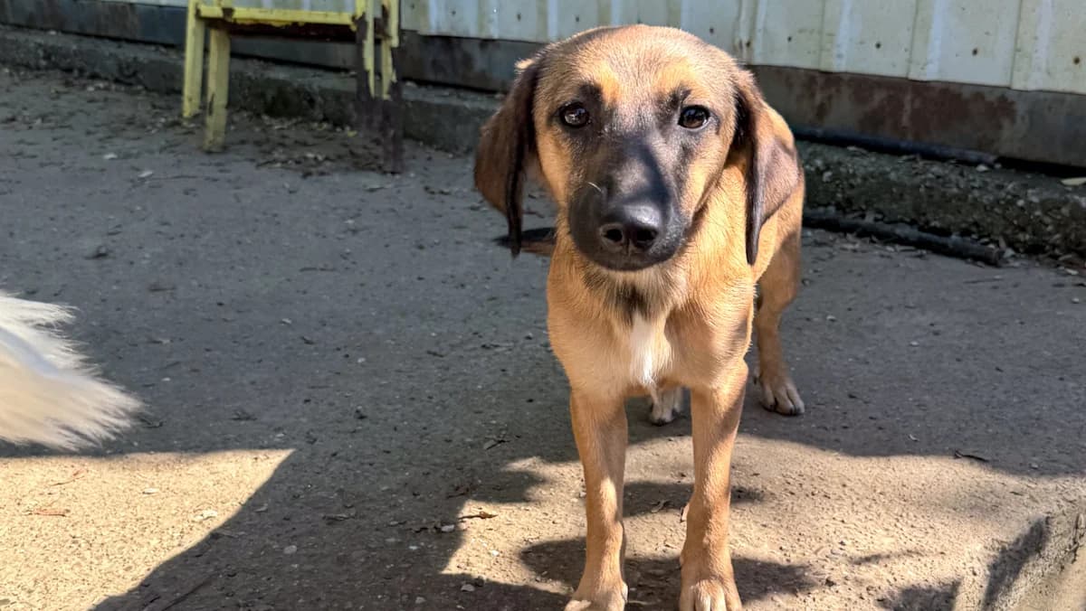 Alma, female young Mixed Breed for adoption at Stray Dogs Bosnien e.V., Schwabach