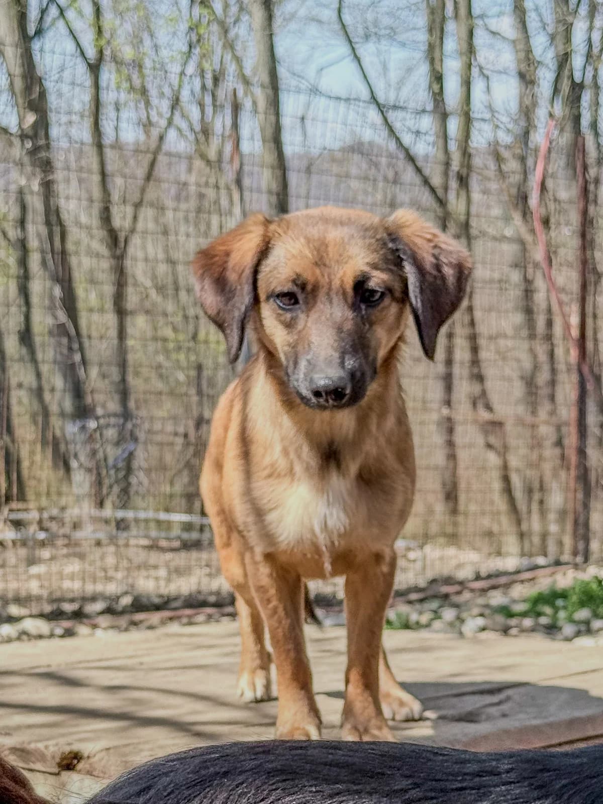 Alma, female Mixed Breed for adoption at Stray Dogs Bosnien e.V. — photo 2 of 41