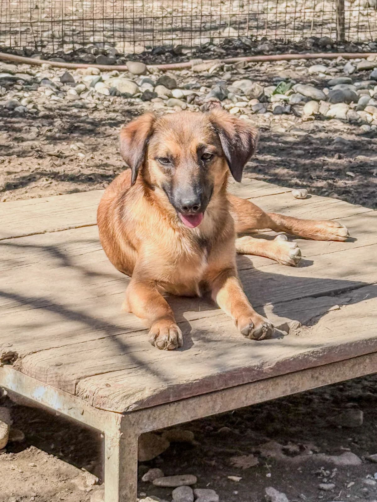 Alma, female Mixed Breed for adoption at Stray Dogs Bosnien e.V. — photo 3 of 41