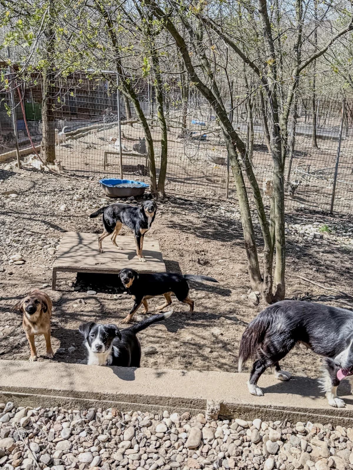 Alma, female Mixed Breed for adoption at Stray Dogs Bosnien e.V. — photo 4 of 41