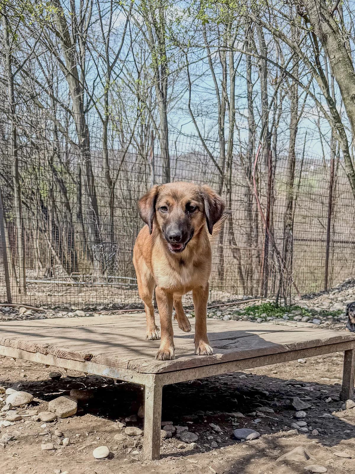 Alma, female Mixed Breed for adoption at Stray Dogs Bosnien e.V. — photo 5 of 41