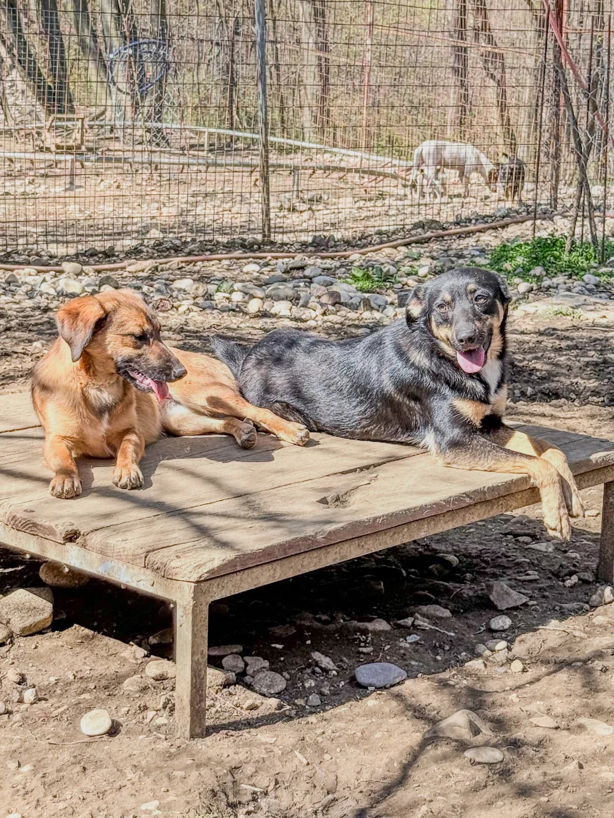 Alma, female Mixed Breed for adoption at Stray Dogs Bosnien e.V. — photo 6 of 41
