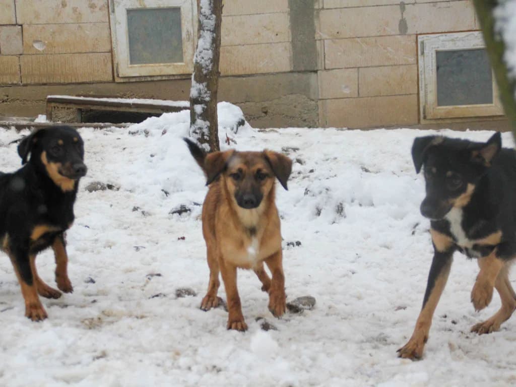 Alma, female Mixed Breed for adoption at Stray Dogs Bosnien e.V. — photo 7 of 41