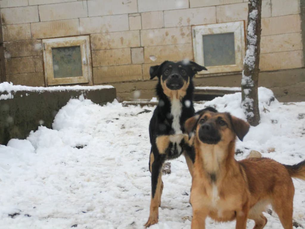 Alma, female Mixed Breed for adoption at Stray Dogs Bosnien e.V. — photo 8 of 41