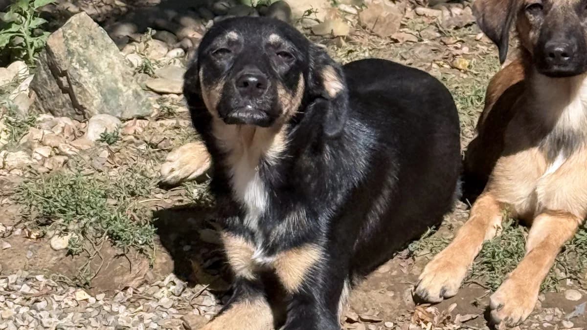 Anika, female young Mixed Breed for adoption at Stray Dogs Bosnien e.V., Schwabach