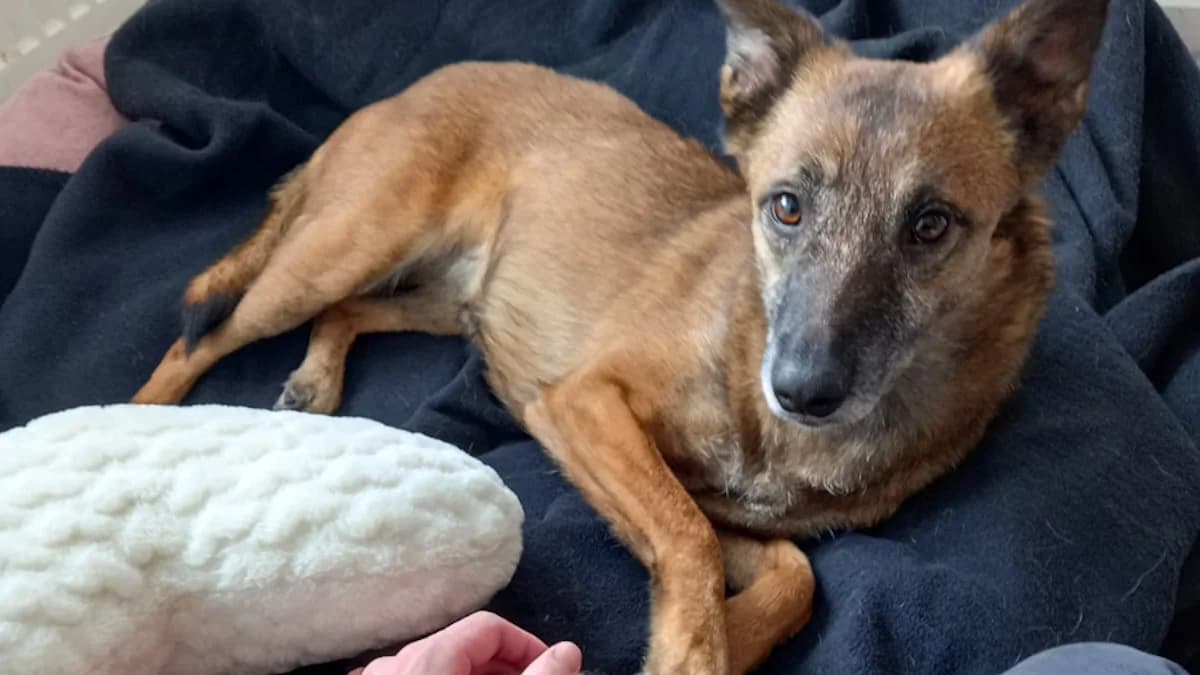 Nisha, female 4yo Mixed Breed for adoption at Stray Dogs Bosnien e.V., Schwabach
