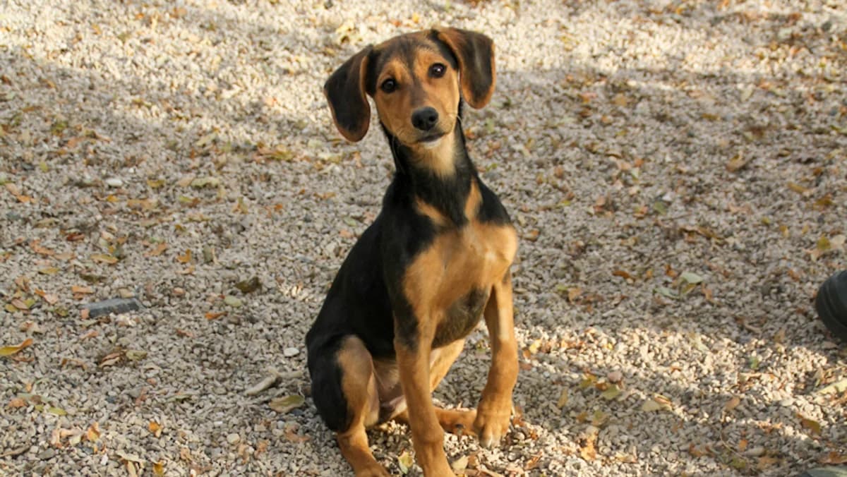 Future, female puppy Mixed Breed for adoption at Stray Dogs Bosnien e.V., Schwabach