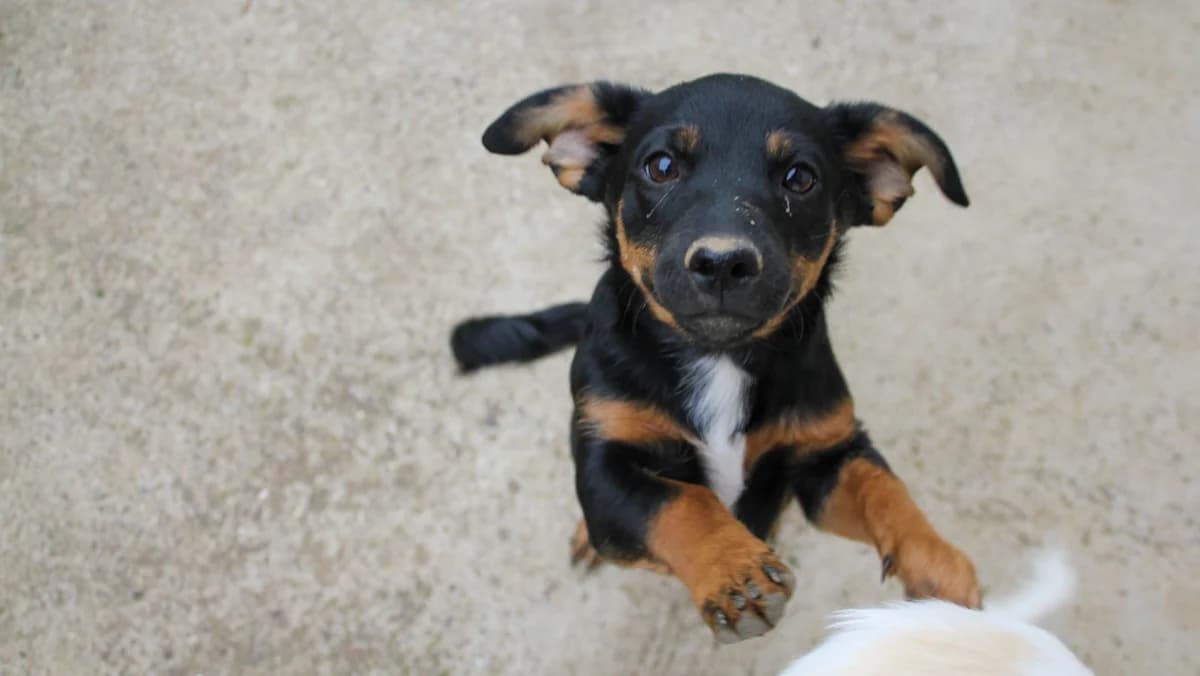 Roxana, female puppy Mixed Breed for adoption at Stray Dogs Bosnien e.V., Schwabach