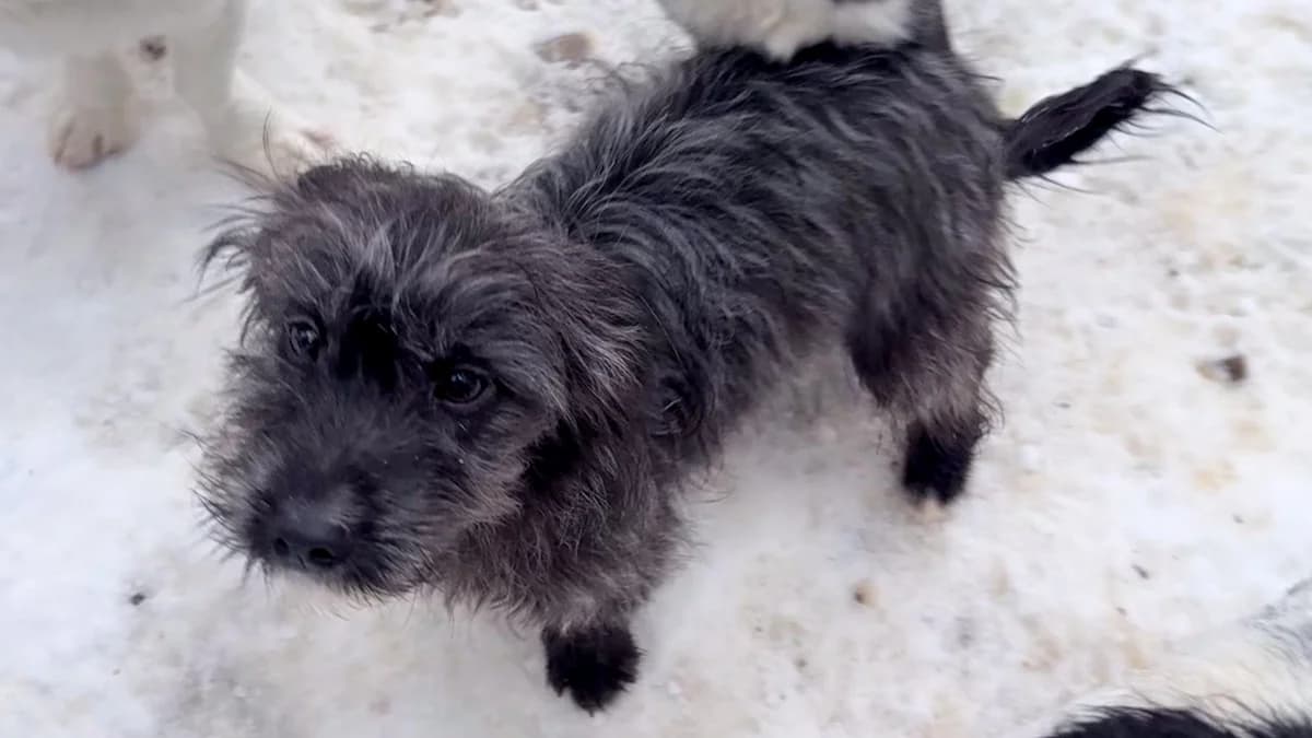 Kairo, male puppy Mixed Breed for adoption at Stray Dogs Bosnien e.V., Schwabach