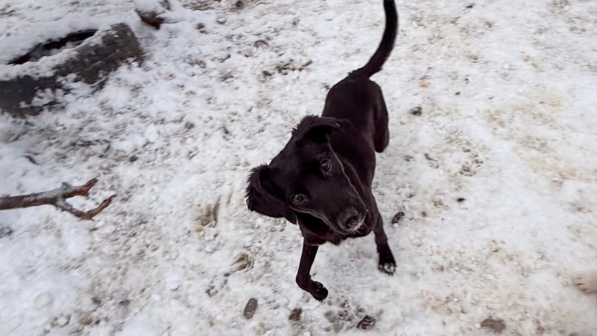 Kalea, female puppy Mixed Breed for adoption at Stray Dogs Bosnien e.V., Schwabach