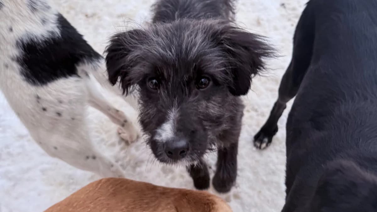 Kalina, female puppy Mixed Breed for adoption at Stray Dogs Bosnien e.V., Schwabach