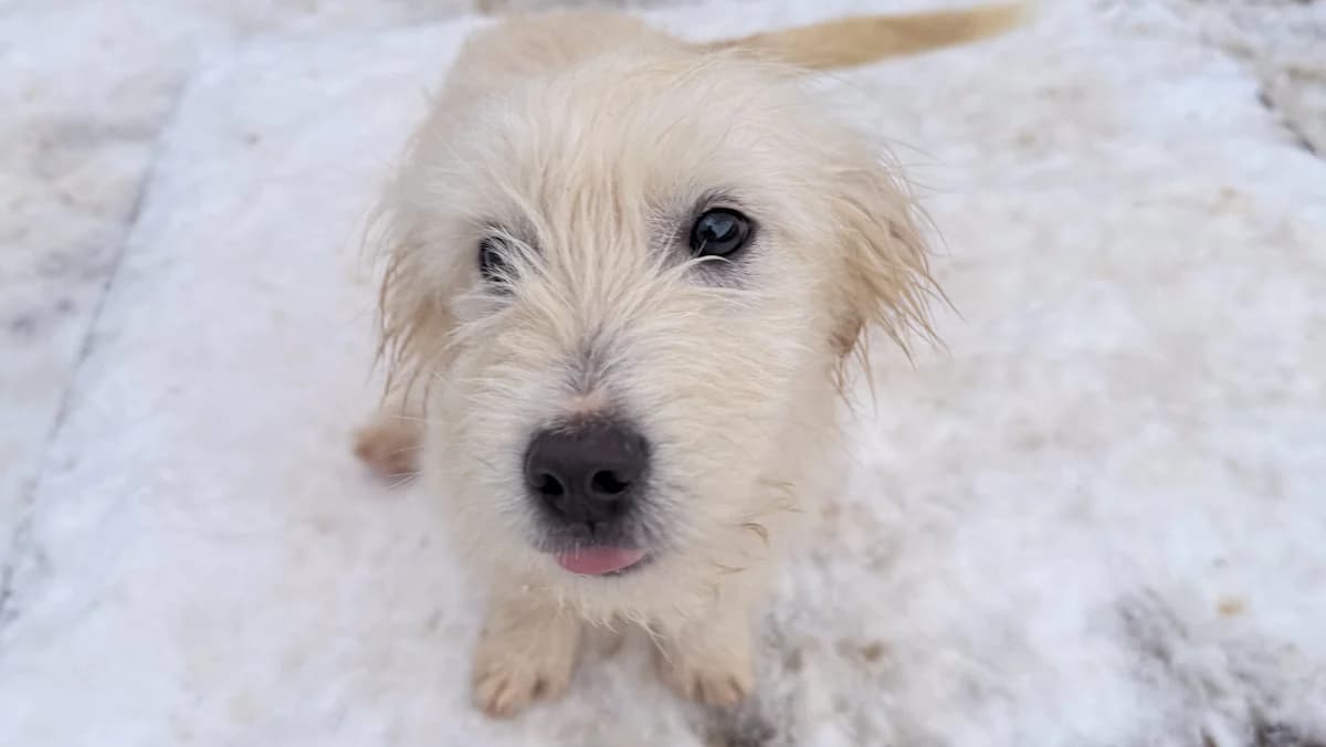 Kasper, male puppy Mixed Breed for adoption at Stray Dogs Bosnien e.V., Schwabach