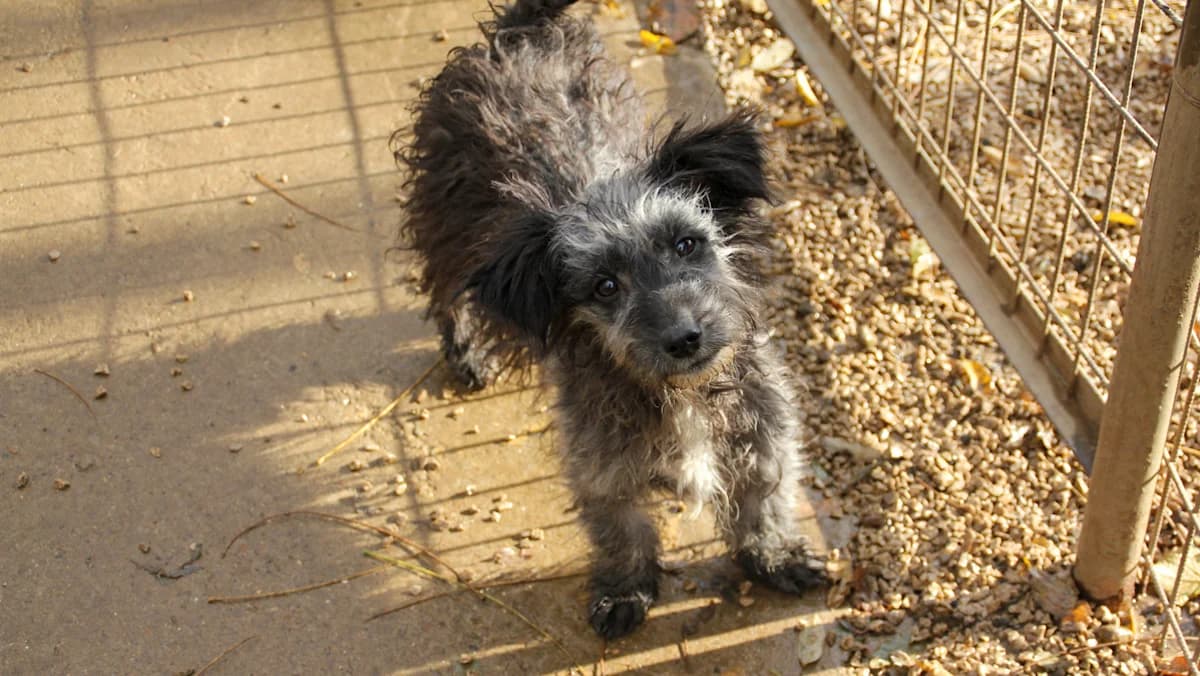 Keanu, male puppy Mixed Breed for adoption at Stray Dogs Bosnien e.V., Schwabach