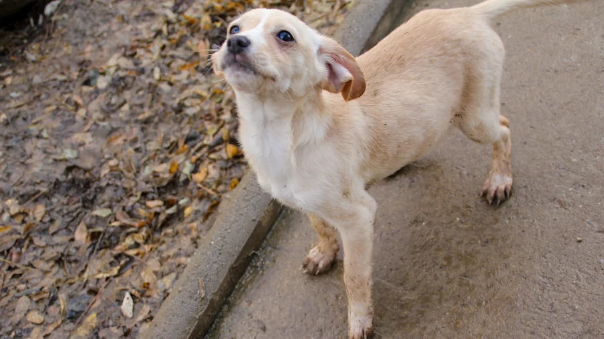 Sassy, female puppy Mixed Breed for adoption at Stray Dogs Bosnien e.V., Schwabach