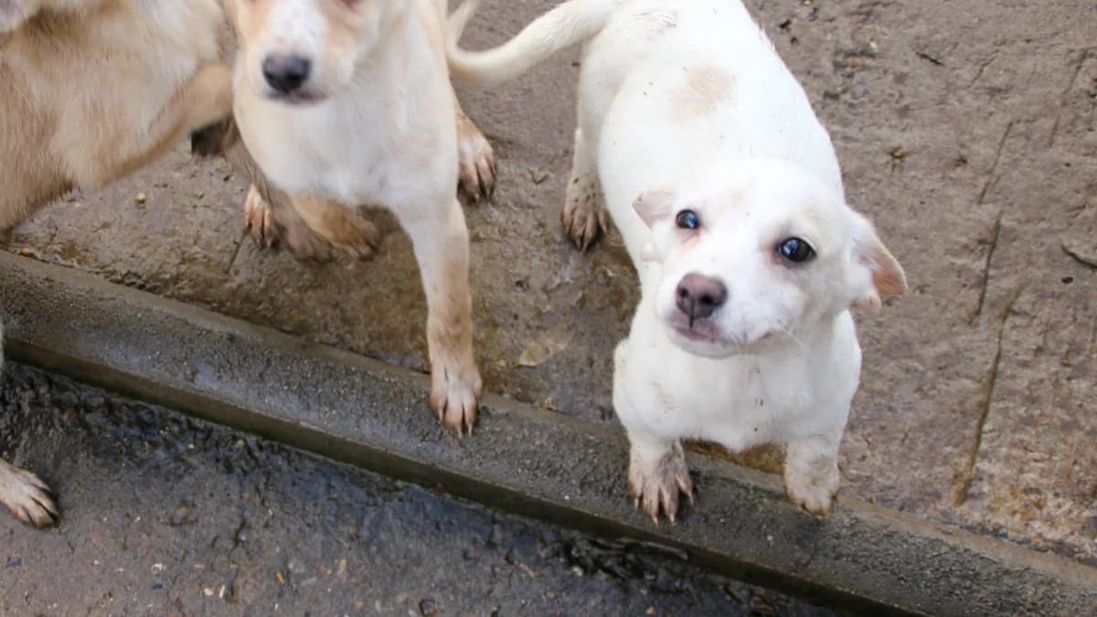 Skipper, male Mixed Breed for adoption at Stray Dogs Bosnien e.V.
