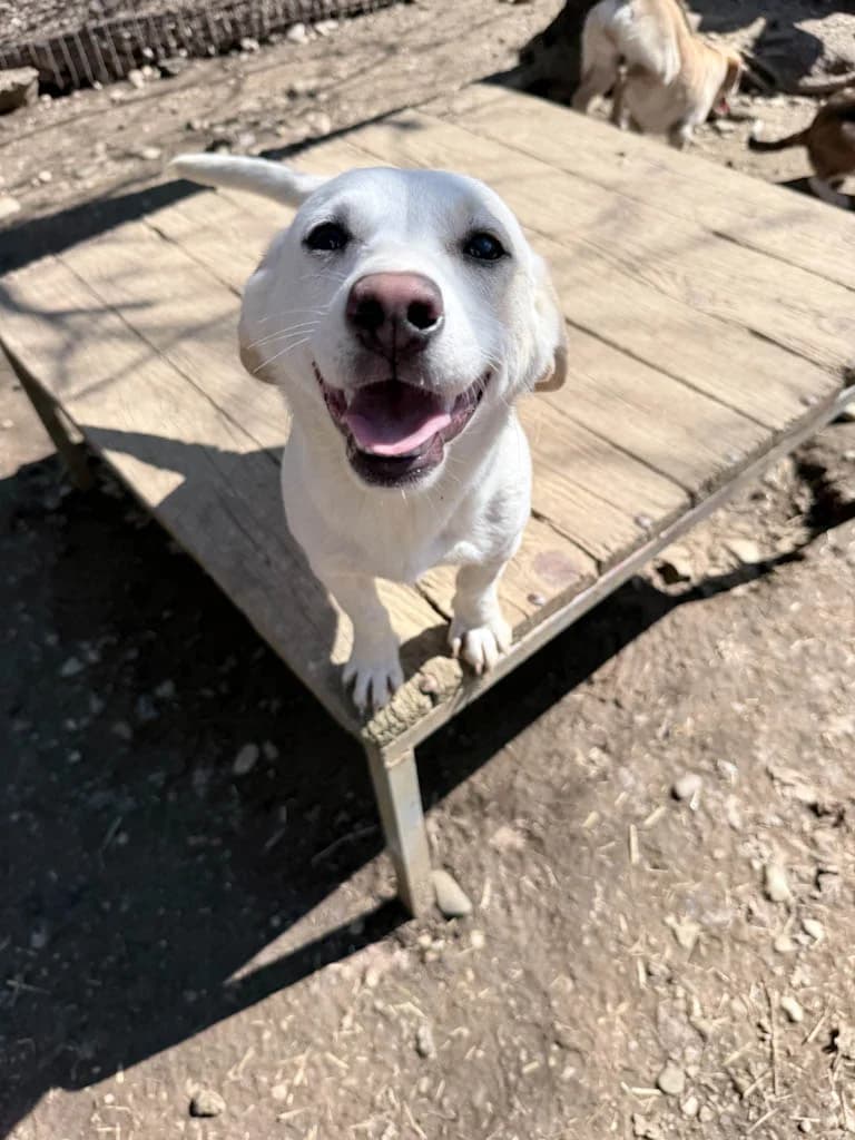 Skipper, male Mixed Breed for adoption at Stray Dogs Bosnien e.V. — photo 2 of 33