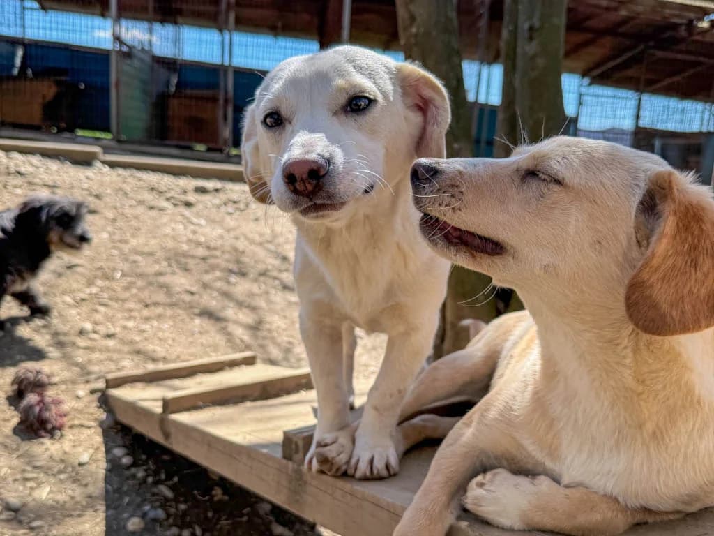 Skipper, male Mixed Breed for adoption at Stray Dogs Bosnien e.V. — photo 3 of 33