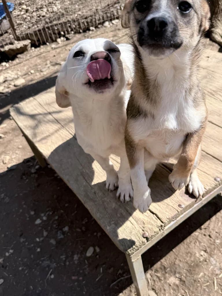 Skipper, male Mixed Breed for adoption at Stray Dogs Bosnien e.V. — photo 4 of 33