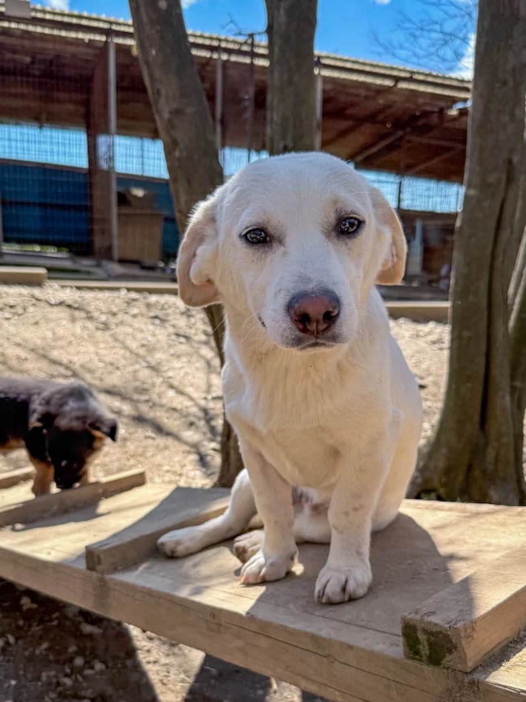 Skipper, male Mixed Breed for adoption at Stray Dogs Bosnien e.V. — photo 5 of 33