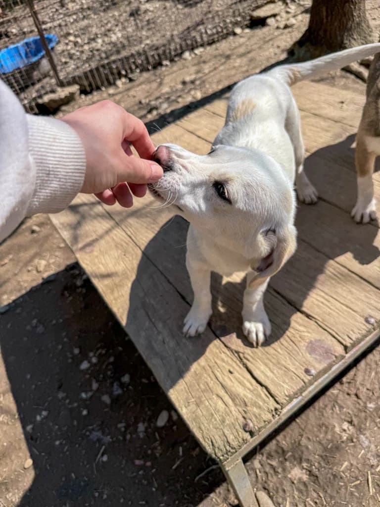 Skipper, male Mixed Breed for adoption at Stray Dogs Bosnien e.V. — photo 6 of 33