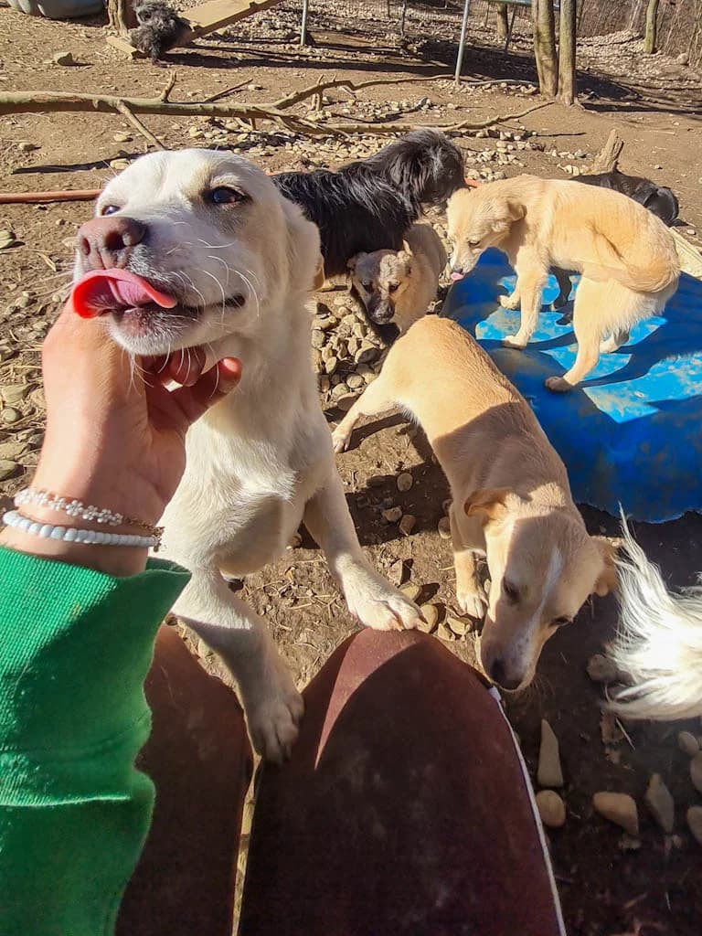 Skipper, male Mixed Breed for adoption at Stray Dogs Bosnien e.V. — photo 7 of 33