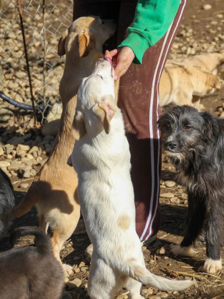 Skipper, male Mixed Breed for adoption at Stray Dogs Bosnien e.V. — photo 8 of 33