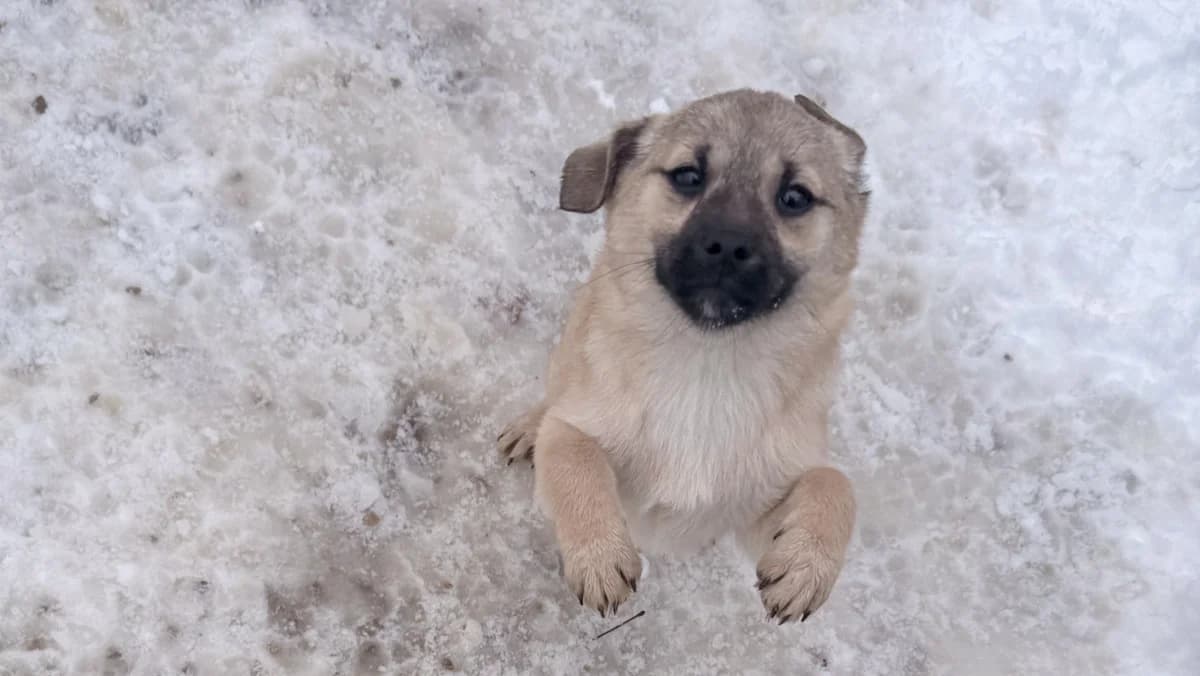 Smoky, male puppy Mixed Breed for adoption at Stray Dogs Bosnien e.V., Schwabach